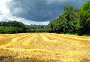 A harvested golden grain field under a dark storm sky.